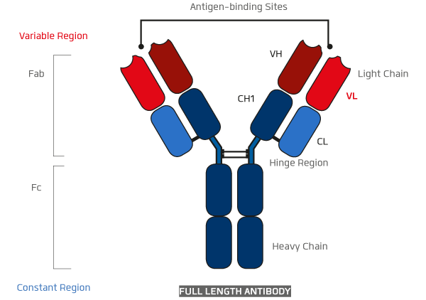 Full Length Antibody